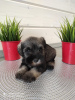 Zdjęcie №3. Rodowodowe szczenięta Sznaucera Miniaturowego ps.. Federacja Rosyjska