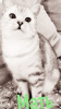 Zdjęcie №2 do zapowiedźy № 90654 na sprzedaż  kot brytyjski krótkowłosy - wkupić się Federacja Rosyjska prywatne ogłoszenie