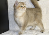 Zdjęcie №2 do zapowiedźy № 60155 na sprzedaż  kot brytyjski krótkowłosy - wkupić się Uzbekistan prywatne ogłoszenie