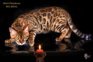 Zdjęcie №2 do zapowiedźy № 1854 na sprzedaż  kot bengalski - wkupić się Federacja Rosyjska od żłobka
