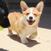 Zdjęcie №1. welsh corgi - na sprzedaż w Berno | negocjowane | Zapowiedź №120115