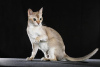 Zdjęcie №2 do zapowiedźy № 55580 na sprzedaż  kot singapurski - wkupić się USA 