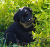 Zdjęcie №3. Szczeniak rottweilera. Białoruś