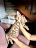 Zdjęcie №2 do zapowiedźy № 77988 na sprzedaż  kot bengalski - wkupić się Białoruś od żłobka, hodowca