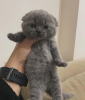 Zdjęcie №2 do zapowiedźy № 96238 na sprzedaż  scottish fold - wkupić się USA prywatne ogłoszenie