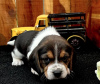 Zdjęcie №2 do zapowiedźy № 97187 na sprzedaż  beagle (rasa psa) - wkupić się Niemcy hodowca