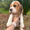 Dodatkowe zdjęcia: Mamy miot pięknych szczeniąt rasy beagle,