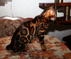 Dodatkowe zdjęcia: Krycie z kotem bengalskim