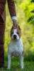 Dodatkowe zdjęcia: Amerykański Stafford Terrier NAJWYŻSZA JAKOŚĆ