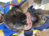 Zdjęcie №1. pies nierasowy - na sprzedaż w Ryazan | 396zł | Zapowiedź №88699