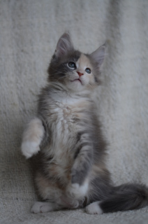 Zdjęcie №3. Kot rasy Maine Coon. Federacja Rosyjska