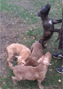 Zdjęcie №3. Szczenięta Pit Bull Terrier. Federacja Rosyjska