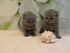 Zdjęcie №3. Zdrowe kocięta rasy Scottish Fold do adopcji. Niemcy