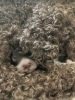 Dodatkowe zdjęcia: Szczenięta Lagotto Romagnolo