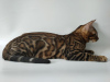 Zdjęcie №2 do zapowiedźy № 12092 na sprzedaż  kot bengalski - wkupić się Ukraina od żłobka