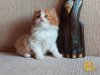 Zdjęcie №1. kot brytyjski długowłosy - na sprzedaż w Niżny Nowogród | 1234zł | Zapowiedź № 8527