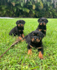 Zdjęcie №1. rottweiler - na sprzedaż w Monachium | 1465zł | Zapowiedź №107569