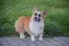 Dodatkowe zdjęcia: Welsh Corgi 3 mięsiąca (utytułowane rodzicy )