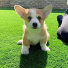 Zdjęcie №2 do zapowiedźy № 117970 na sprzedaż  welsh corgi - wkupić się Szwecja 