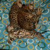 Zdjęcie №1. kot bengalski - na sprzedaż w Krasnodar | negocjowane | Zapowiedź № 10473