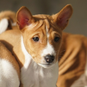 Zdjęcie №1. basenji - na sprzedaż w Iżewsk | 2337zł | Zapowiedź №5808