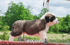 Zdjęcie №1. bernardyn (rasa psa) - na sprzedaż w Mińsk | negocjowane | Zapowiedź №7210