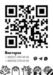 Zdjęcie №2 do zapowiedźy № 12625 na sprzedaż  ragdoll - wkupić się Ukraina od żłobka, hodowca