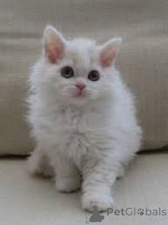 Zdjęcie №3. Myytävänä Selkirk Rex -pentuja. Finlandia