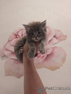 Zdjęcie №1. maine coon - na sprzedaż w Aberdeen | negocjowane | Zapowiedź № 157146