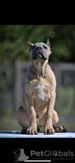 Zdjęcie №3. Szczenięta Cane Corso. Serbia