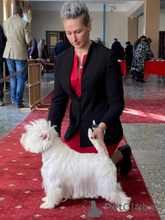 Dodatkowe zdjęcia: Hodowla oferuje szczenięta rasy west highland white terrier