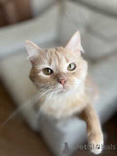 Zdjęcie №2 do zapowiedźy № 138800 na sprzedaż   - wkupić się Białoruś 