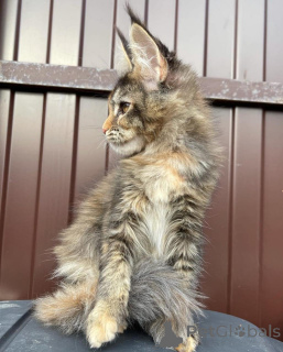 Zdjęcie №3. Gewinner eines Maine-Coon-Kätzchens. Niemcy