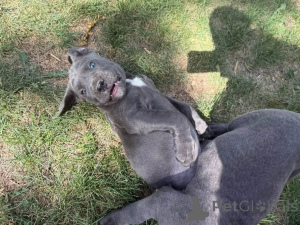 Zdjęcie №2 do zapowiedźy № 173405 na sprzedaż  cane corso - wkupić się Dania prywatne ogłoszenie, hodowca