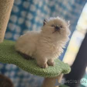 Zdjęcie №2 do zapowiedźy № 165518 na sprzedaż  munchkin - wkupić się Francja prywatne ogłoszenie, hodowca