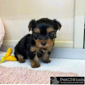 Zdjęcie №1.  - na sprzedaż w Key West | 3304zł | Zapowiedź №134728