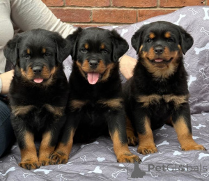 Zdjęcie №1. rottweiler - na sprzedaż w Gyöngyös | negocjowane | Zapowiedź №175024