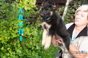 Dodatkowe zdjęcia: Szczenięta owczarka wschodniego VEO