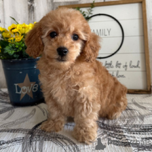 Zdjęcie №1. pudel (zabawka) - na sprzedaż w Hamburg | 1435zł | Zapowiedź №165018