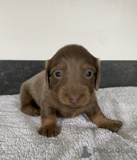 Zdjęcie №3. зарегистрированная в KC миниатюрная длинношерстная такса. Niemcy