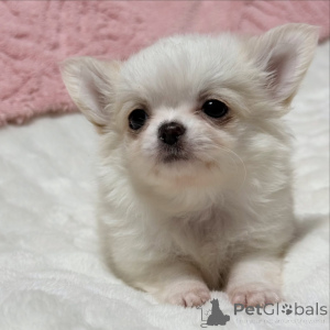 Zdjęcie №3. Szczeniak chihuahua dostępny do adopcji. Grecja