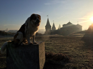 Zdjęcie №4. Krycia bernardyn (rasa psa) w Ukraina. Zapowiedź № 6020