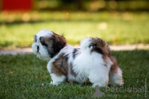 Zdjęcie №2 do zapowiedźy № 161566 na sprzedaż   - wkupić się Chorwacja 