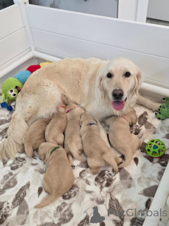 Zdjęcie №1. golden retriever - na sprzedaż w Denekamp | negocjowane | Zapowiedź №177760