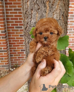 Zdjęcie №1. cocker spaniel amerykański - na sprzedaż w Barnsley | 2085zł | Zapowiedź №167984