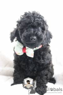 Zdjęcie №3. ZABAWKA CANICHE. Portugalia