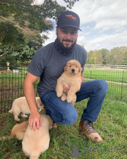 Zdjęcie №3. Nuostabūs auksaspalvių retriverių šuniukai... człowiek rašykite. Litwa