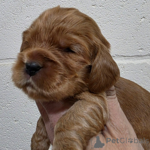 Zdjęcie №4. Sprzedam cocker spaniel angielski w Espoo. prywatne ogłoszenie - cena - negocjowane