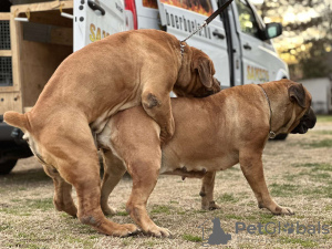 Dodatkowe zdjęcia: Mastif południowoafrykański Boerboel szczenięta