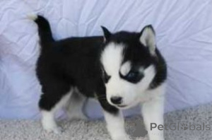 Zdjęcie №1. husky syberyjski - na sprzedaż w Brasschaat | negocjowane | Zapowiedź №170838